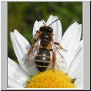 Andrena flavipes - Sandbiene w01.jpg